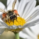 Mleko z czosnkiem i miodem