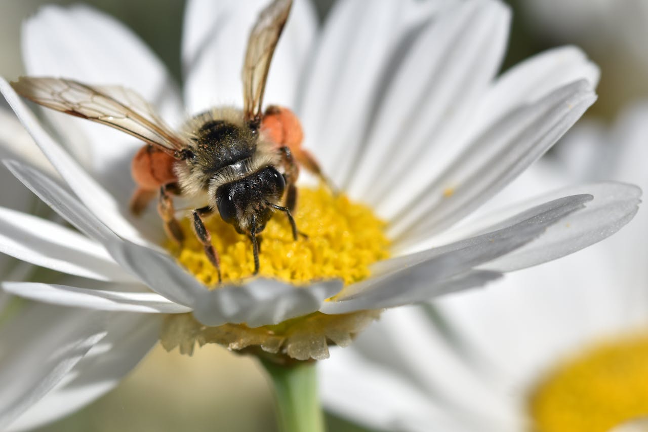 Mleko z czosnkiem i miodem
