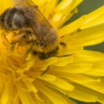 Miód mniszkowy - na co pomaga