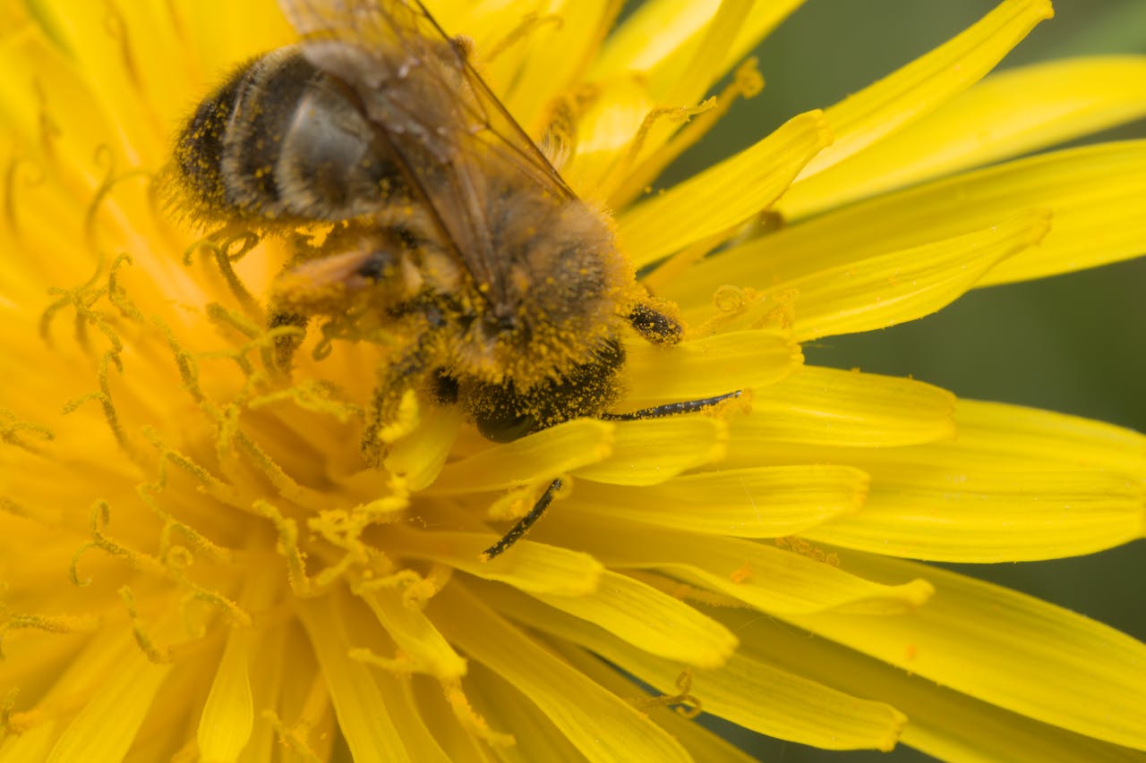 Miód mniszkowy - na co pomaga