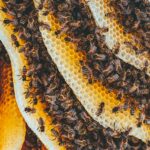 Miód rzepakowy - na co pomaga