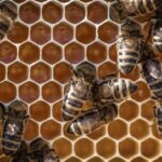Jaki miód na serce wybrać
