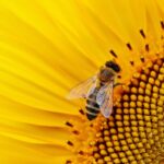 Gdzie najlepiej sprzedać miód