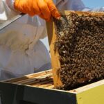 Jak ładnie zapakować miód na prezent