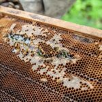 Co produkują pszczoły oprócz miodu