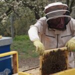 ile miodu dziennie można jeść