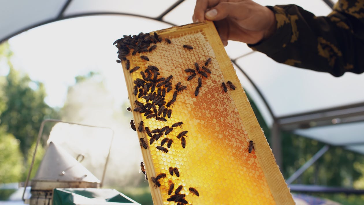 pyłek pszczeli vs propolis