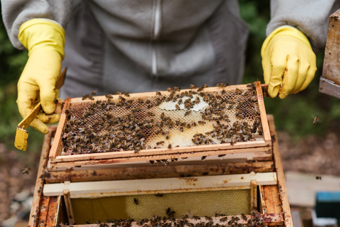 Spożywanie łyżeczki pyłku pszczelego codziennie rano