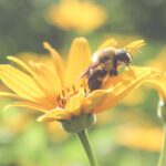 pyłek pszczeli czy propolis