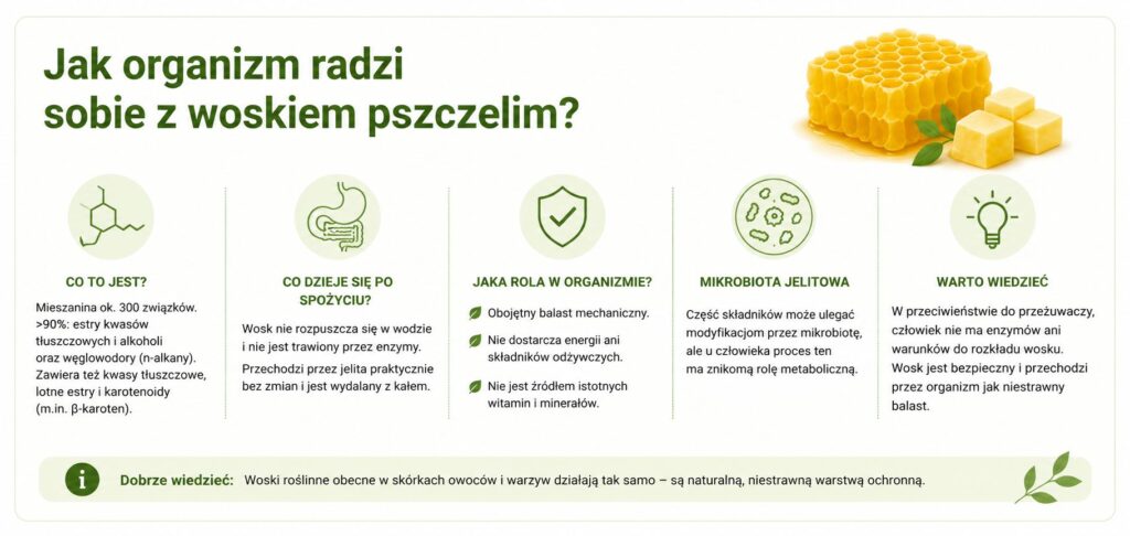 Infografika o tym, jak organizm radzi sobie z woskiem pszczelim